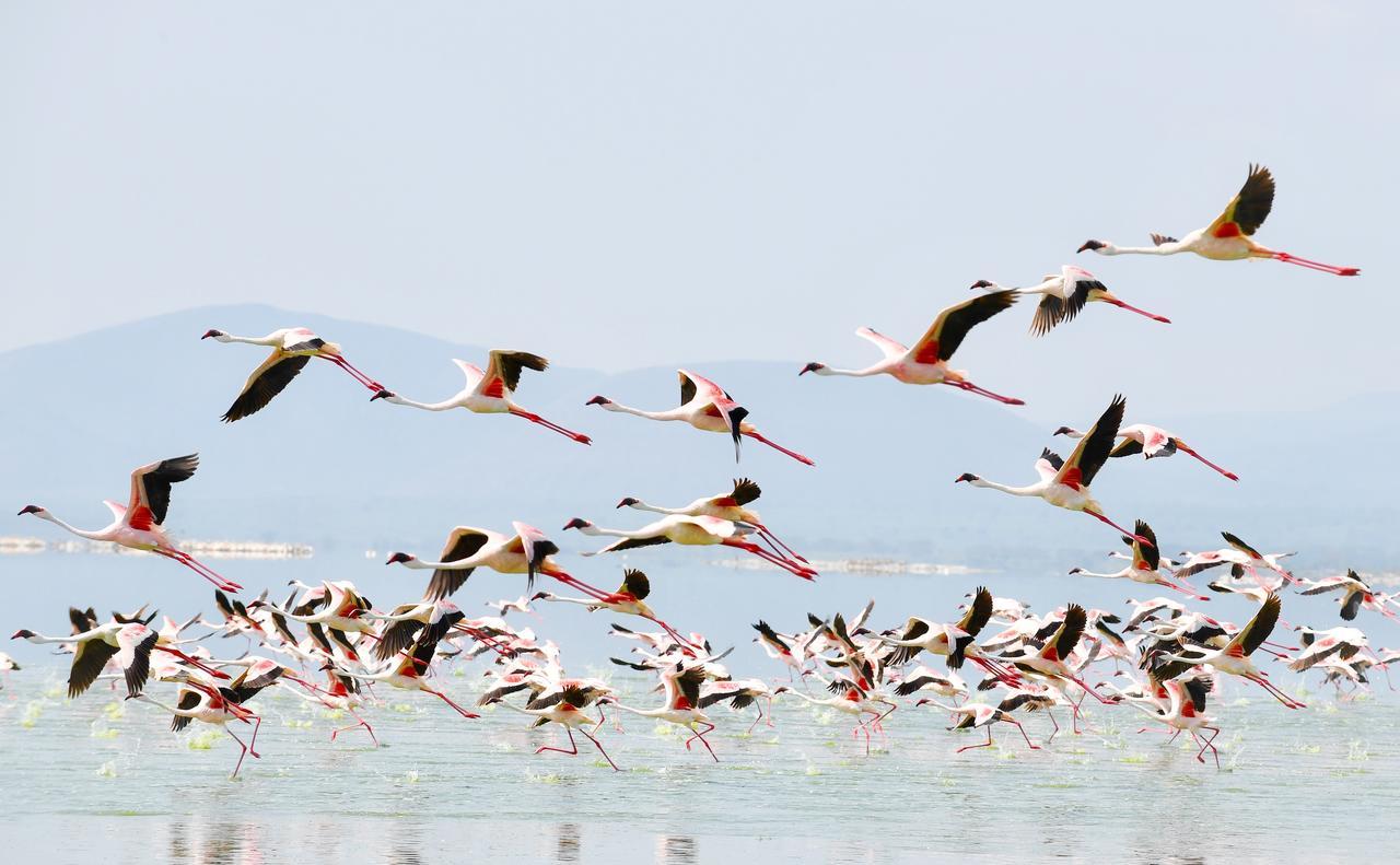 Mbweha Camp Lake Nakuru Elmenteita Bagian luar foto