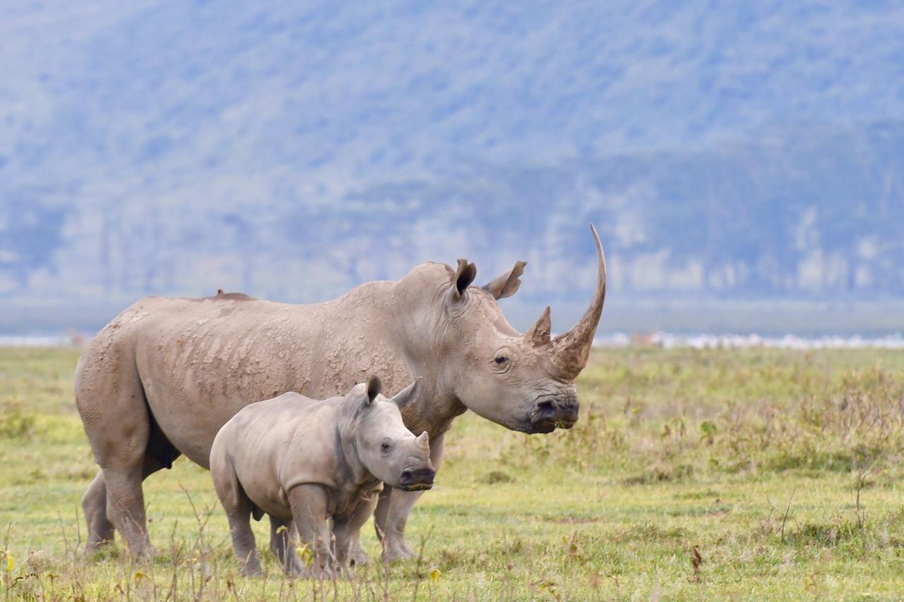 Mbweha Camp Lake Nakuru Elmenteita Bagian luar foto