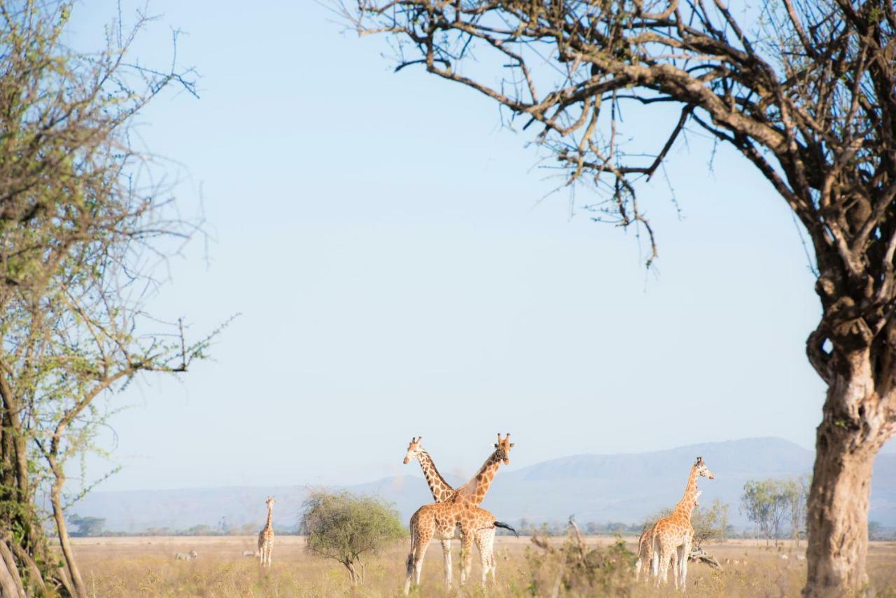 Mbweha Camp Lake Nakuru Elmenteita Bagian luar foto